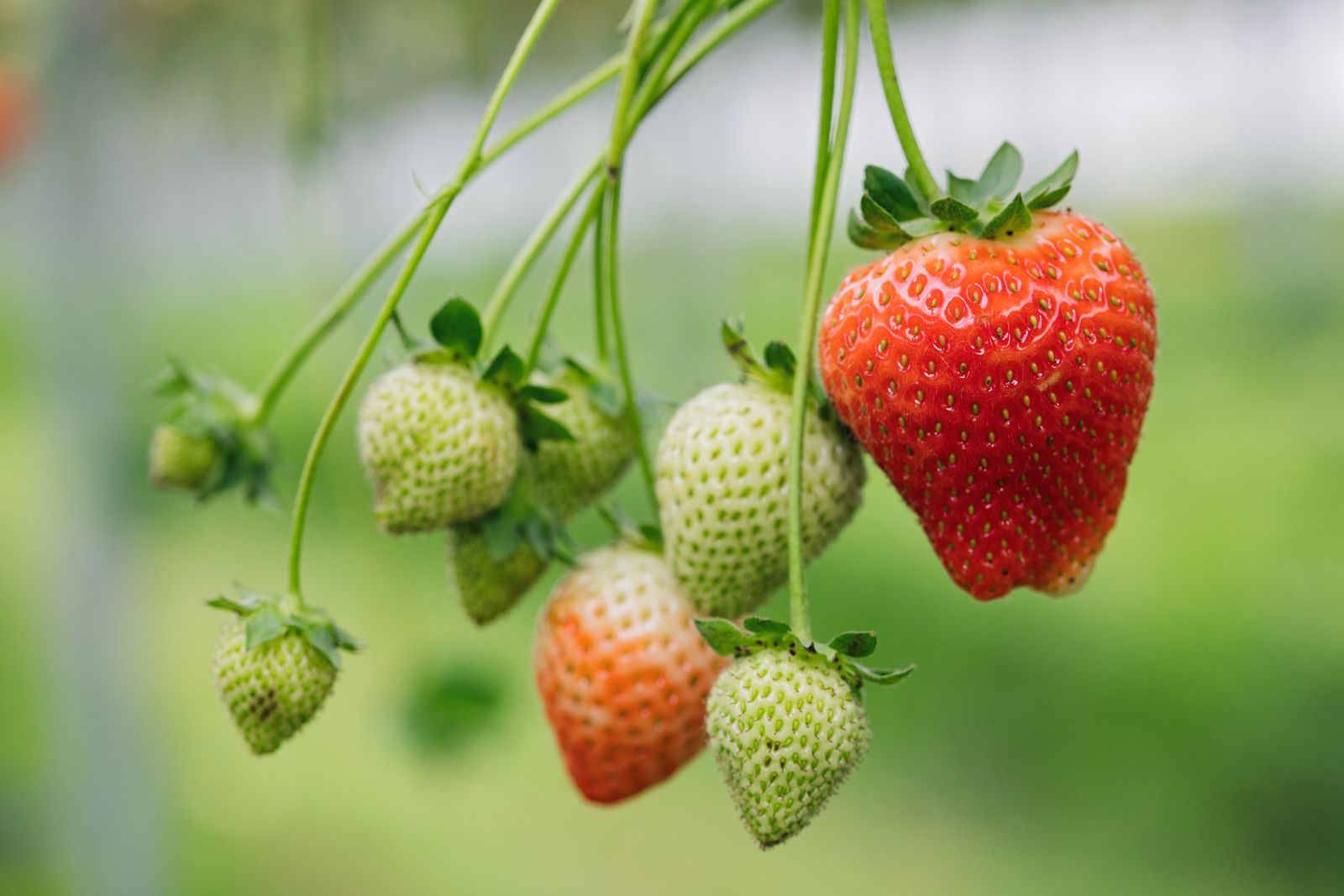 Strawberries