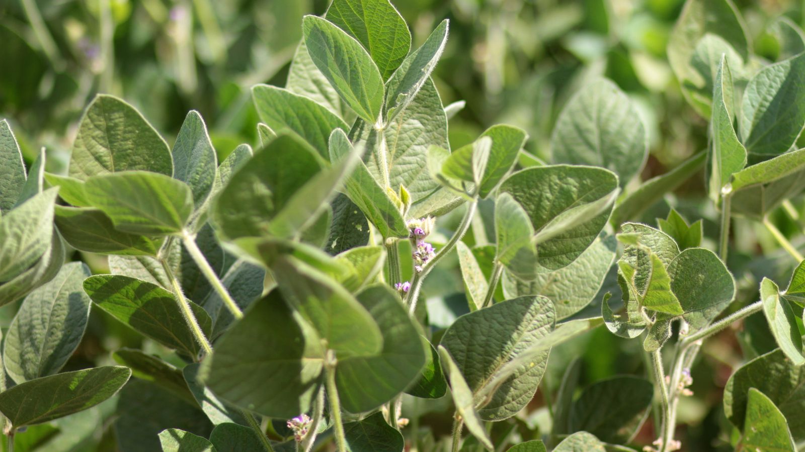 Soybeans