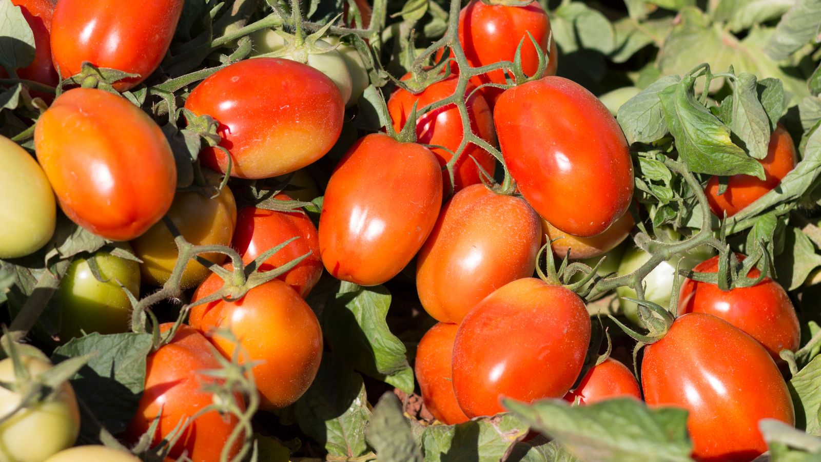 Processing Tomatoes