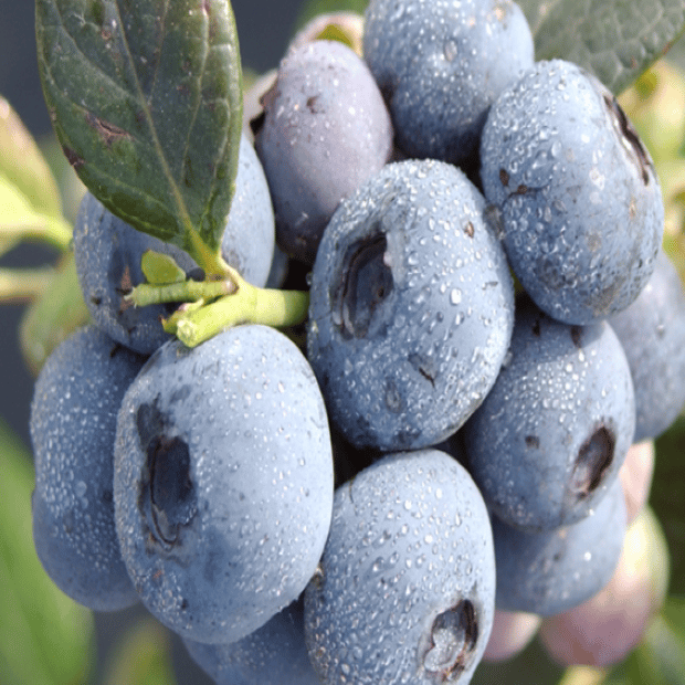 Blueberries