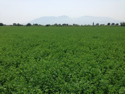 Alfalfa Production