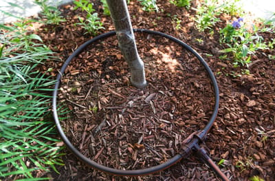 Residential Drip Irrigation