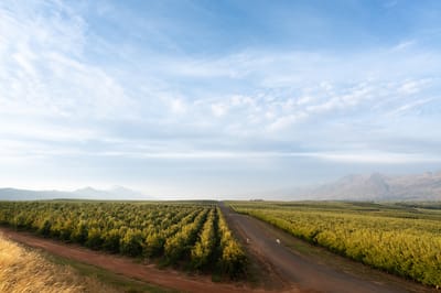 ORCHARDS AND OPEN FIELDS