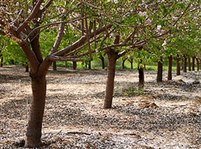 Almond Production