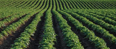 Precision irrigation for open field farms