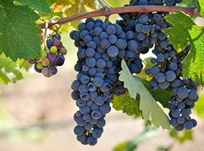 Grape Production