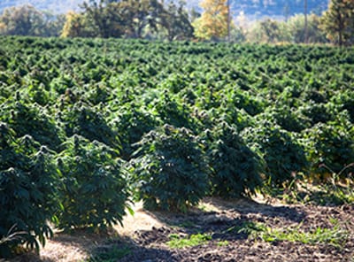 Hemp Production