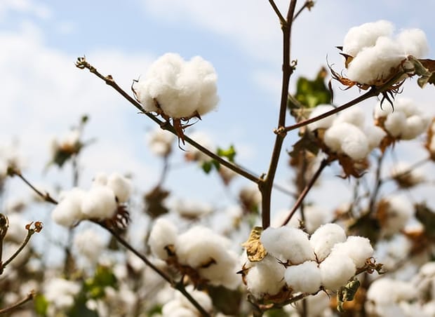 Cotton