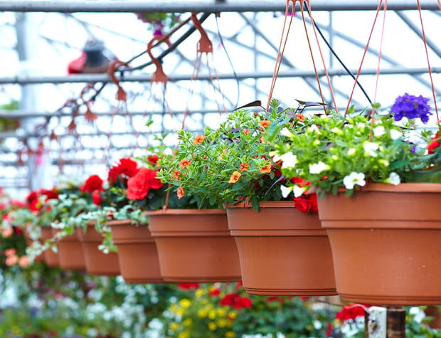 Greenhouse & Nursery