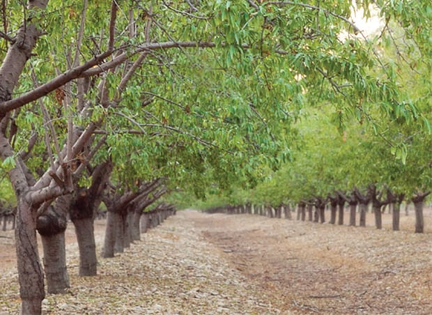 Almonds