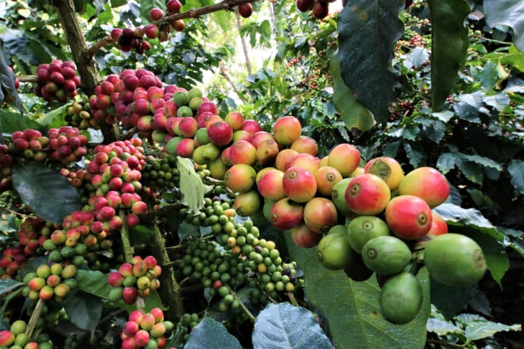 Coffee fruit captured in Karnataka, India 1