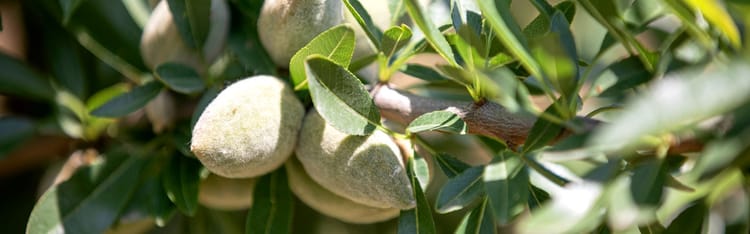 Banner Supporting Almond Orchards with Drip Irrigation