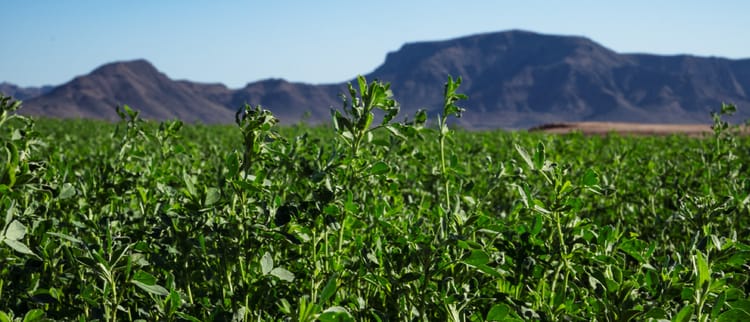 Funding Resources for Arizona Farmers