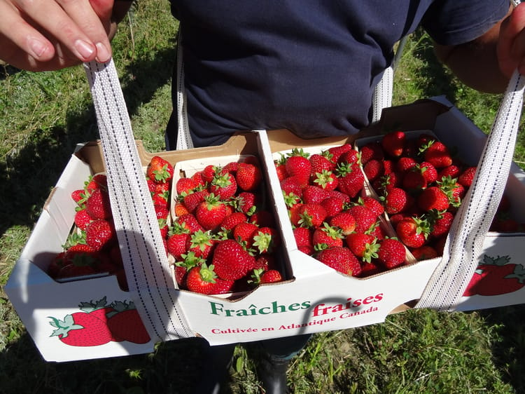 Banner Harvesting Market-Ready Fruit through Precision Irrigation 