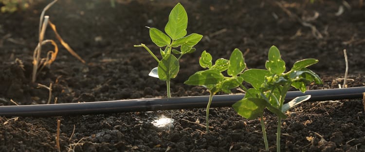 Banner Sustainable Agriculture: Local Food Production for a Greener Future