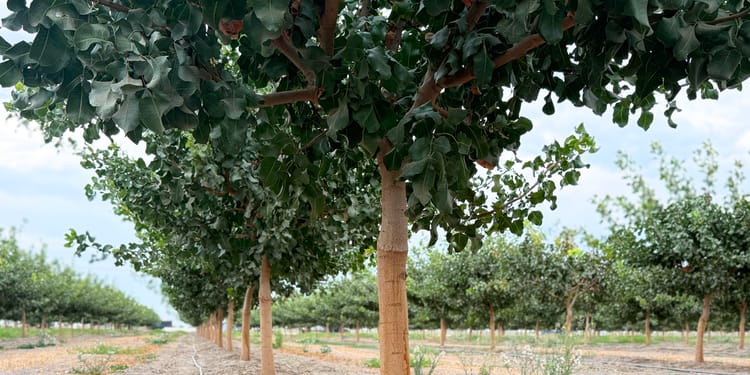 Pistachios