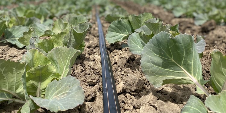 Funding Resources for California Farmers
