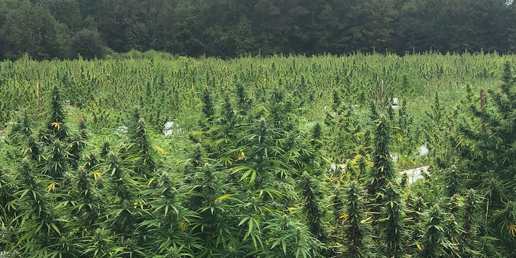 PIONEERLINE™ - THE INDUSTRY'S FIRST DRIPLINE DESIGNED FOR HEMP GROWERS