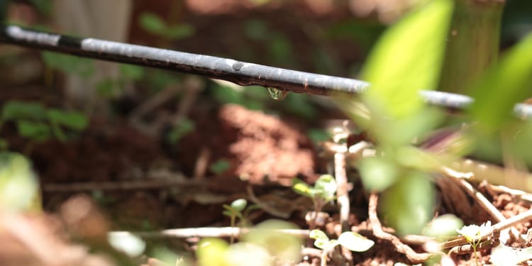 Sustainable agriculture