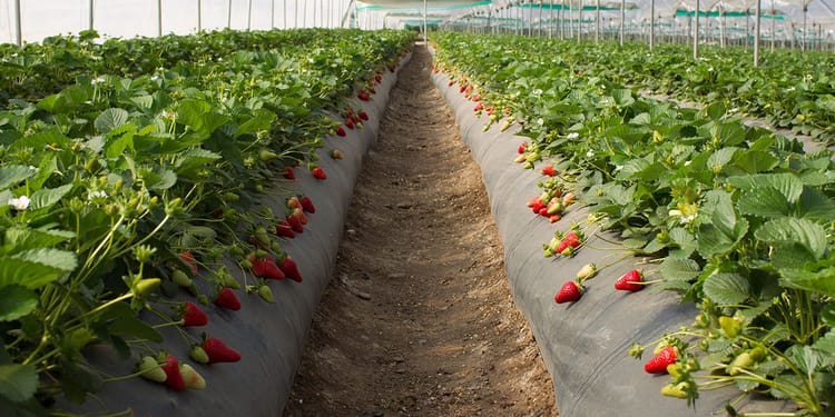 Raccogli fragole di qualita'