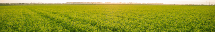 Banner Transforming Agriculture: Maximizing Water Efficiency, Agricultural, and Environmental Benefits with Drip Irrigation and Alfalfa