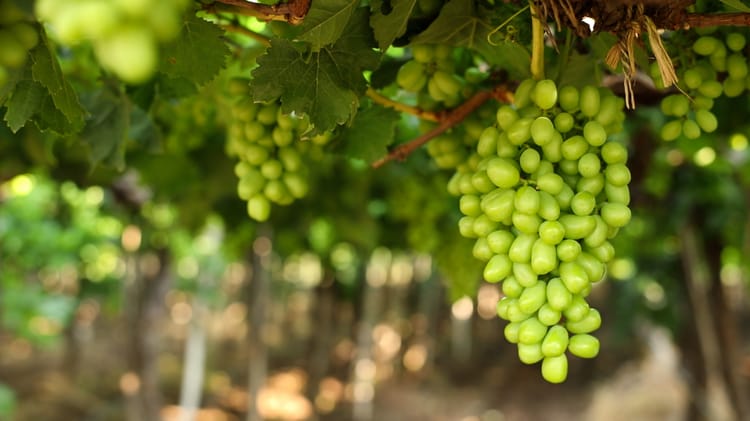 Grape field