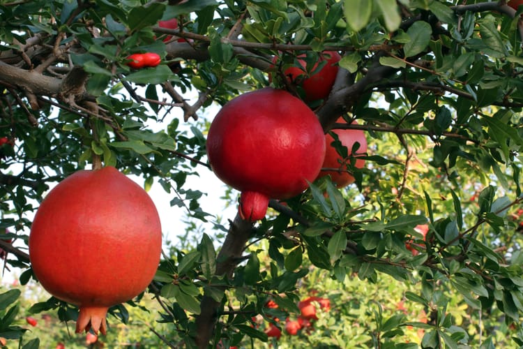 Pomegranate field in India 
