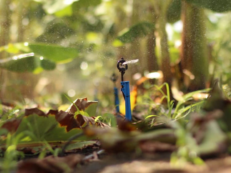 Banana_Micro irrigation_Brazil 02