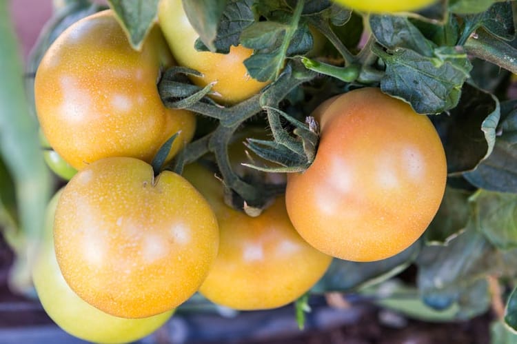 Tomatoes South Africa - Drip Irrigation 3