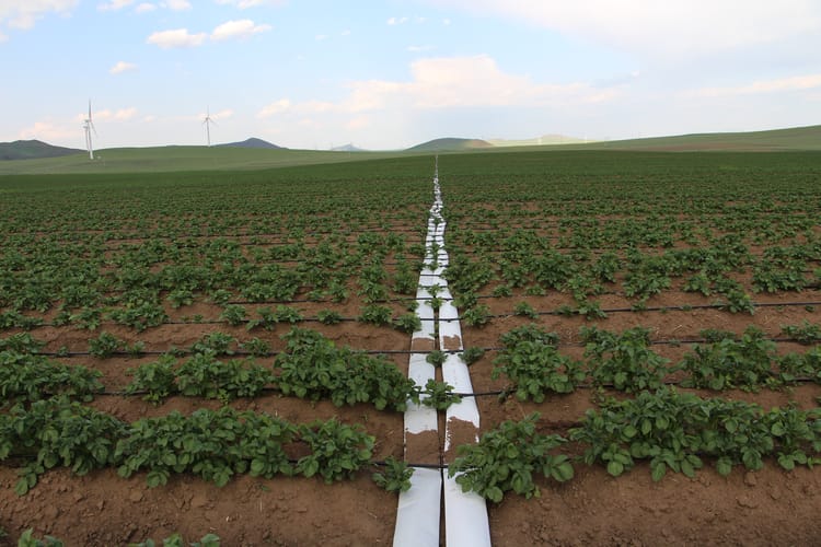China, Inner Mongolia potato project