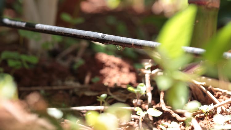 Sustainable agriculture