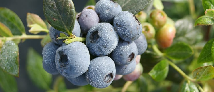 Precision Fertigation Systems: Better crops, every time.