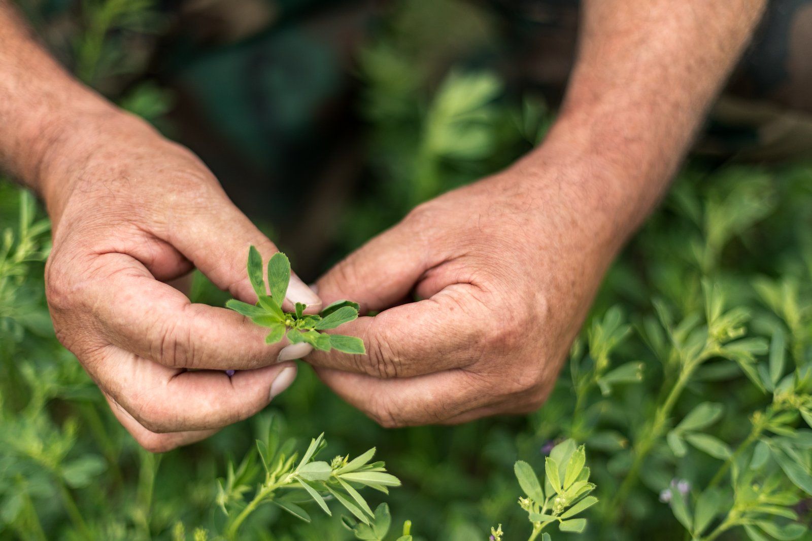 Netafim & CWRI Introduce Ag Modernization Fund – Precision Irrigation Innovation 2025