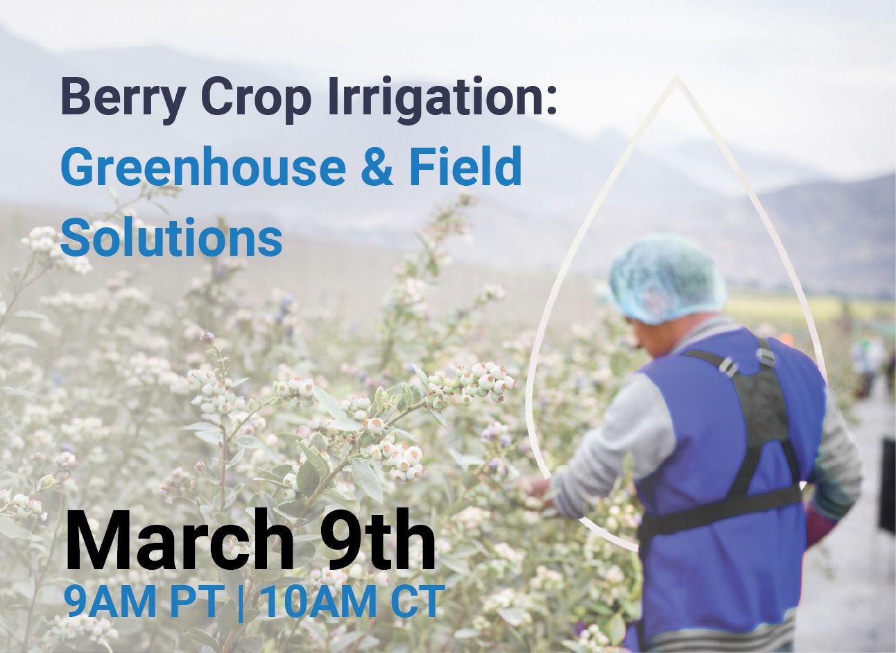 Berry Crop Irrigation: Greenhouse & Field Solutions
