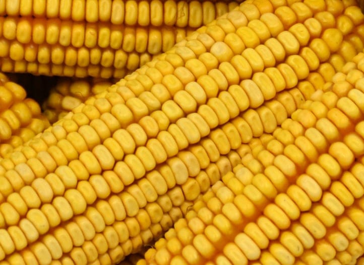 Corn