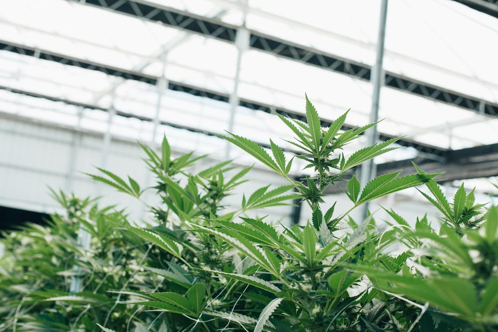 Medical Cannabis