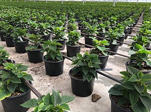 Recommendations for the Treatment of Drip Irrigation Systems with Acid