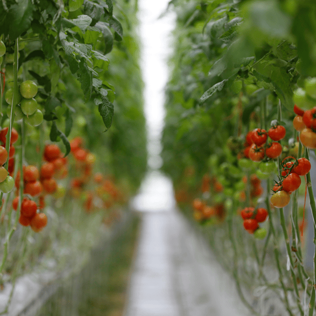 Greenhouse Crops 
