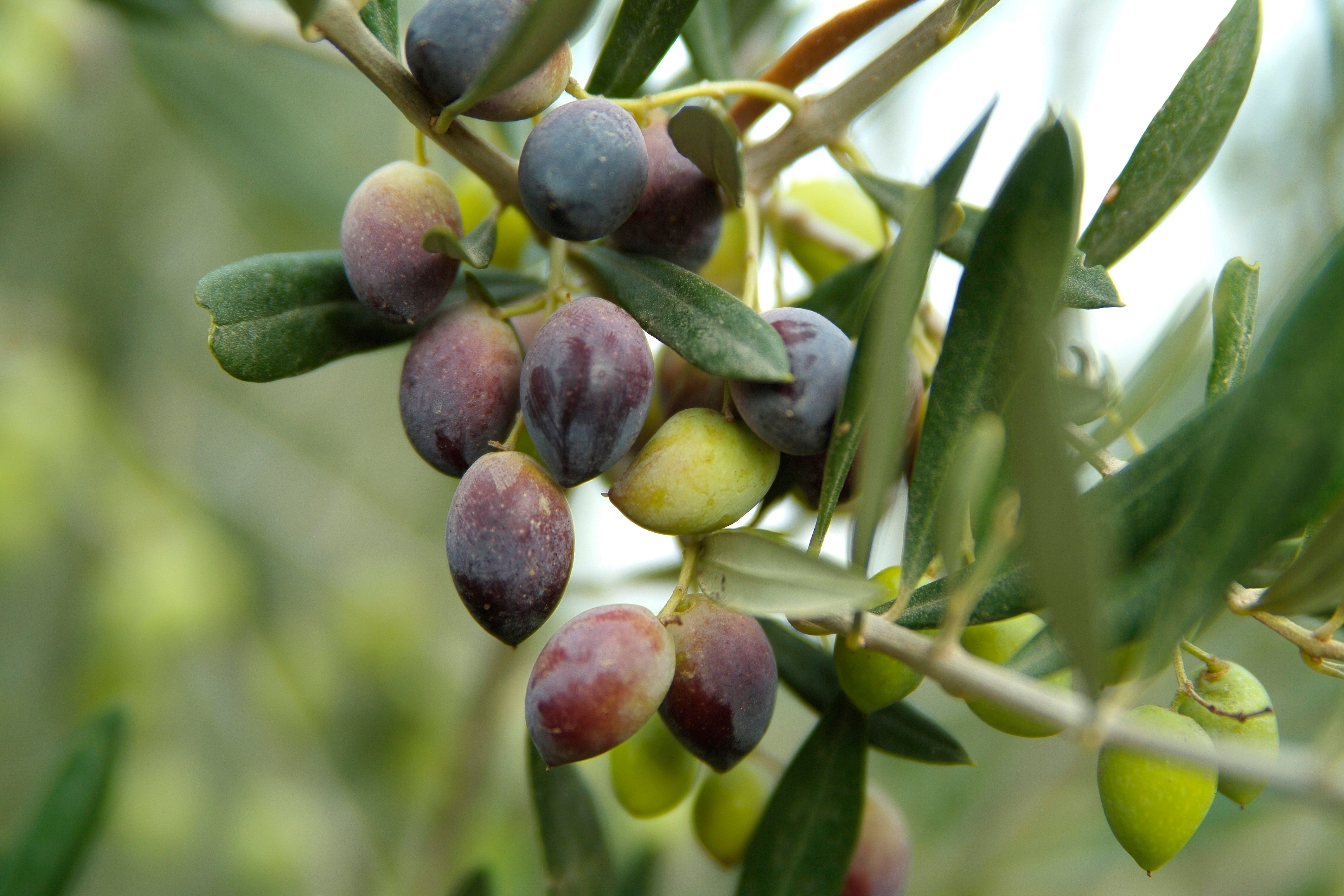 Olive