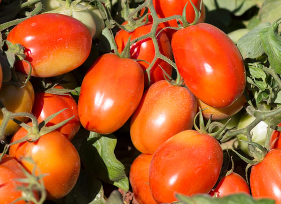 Pomodoro