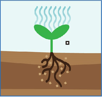 Capture more carbon, produce more oxygen